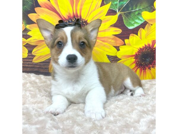 Pembroke Welsh Corgi DOG Female Red 8859 Petland Athens, OH