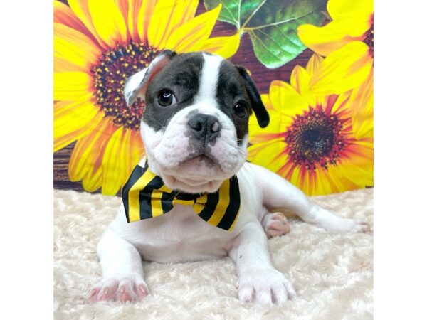 French Bulldog-DOG-Male-Black-8858-Petland Athens, OH