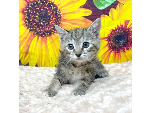 American Shorthair-CAT-Female-Tabby-8853-Petland Athens, OH