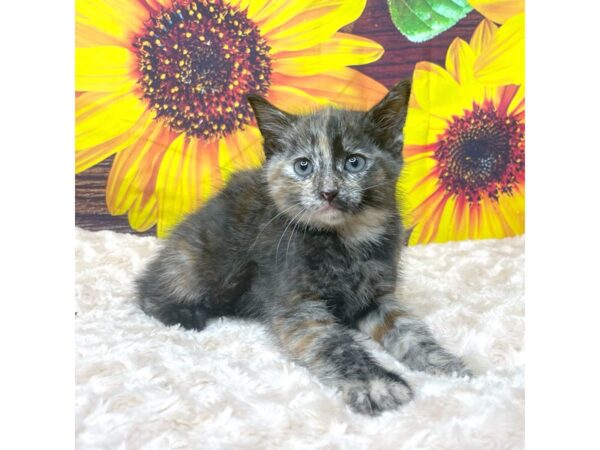 American Shorthair CAT Female Calico 8854 Petland Athens, OH