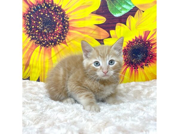 American Shorthair CAT Male Orange Tabby 8855 Petland Athens, OH