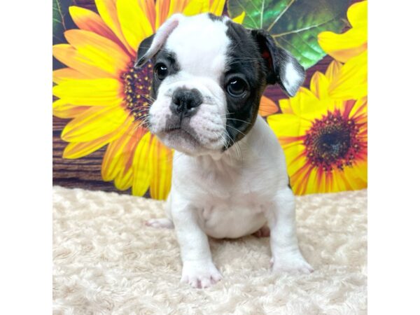 French Bulldog DOG Female Black 8857 Petland Athens, OH