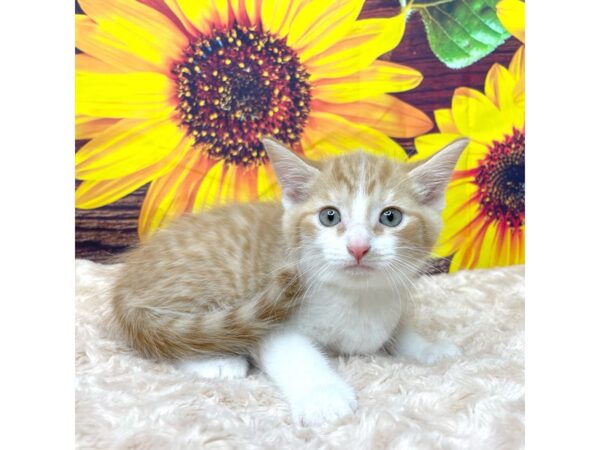 American Shorthair CAT Male Orange & white 8856 Petland Athens, OH