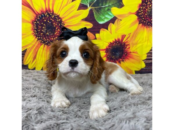 Cavalier King Charles Spaniel DOG Female Blenheim 8863 Petland Athens, OH