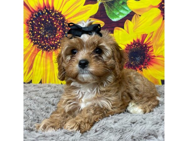 Cavapoo DOG Female Ruby 8874 Petland Athens, OH