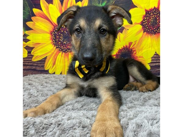 German Shepherd Dog DOG Male Black / Tan 8873 Petland Athens, OH