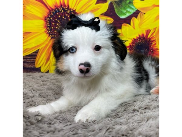 Miniature Australian Shepherd DOG Female Black 8871 Petland Athens, OH