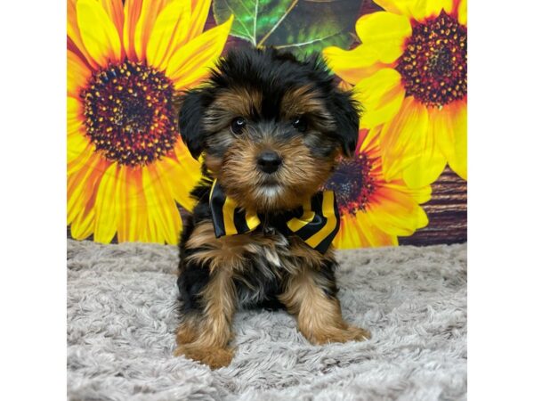 Yorkshire Terrier-DOG-Male-Black / Tan-8870-Petland Athens, OH