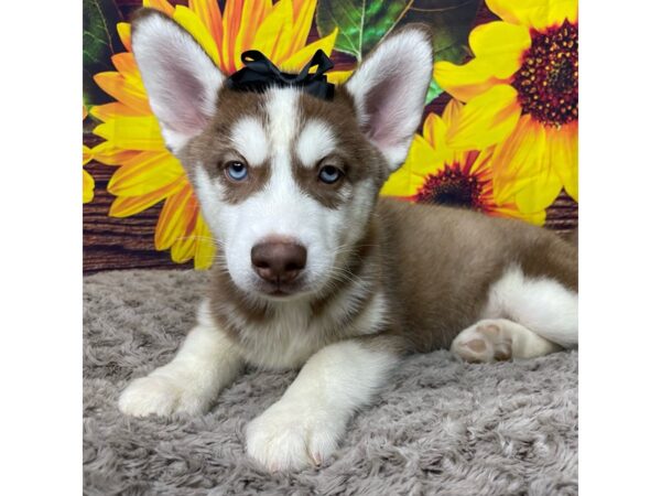 Siberian Husky DOG Female Red / White 8869 Petland Athens, OH