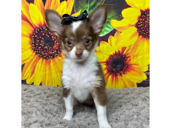 Chihuahua DOG Female Chocolate White Tan 8864 Petland Athens, OH