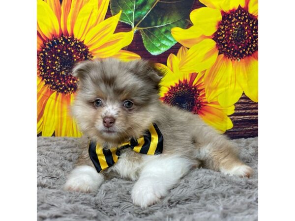 Pomeranian-DOG-Male-Red Merle-8868-Petland Athens, OH