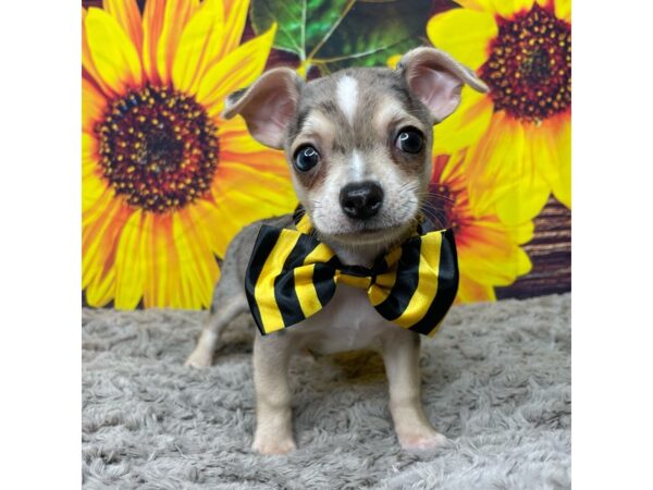 Chihuahua-DOG-Male-Blue Merle-8865-Petland Athens, OH