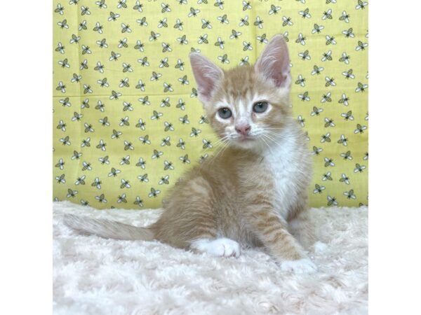 American Shorthair-CAT-Male-Orange and white-8884-Petland Athens, OH