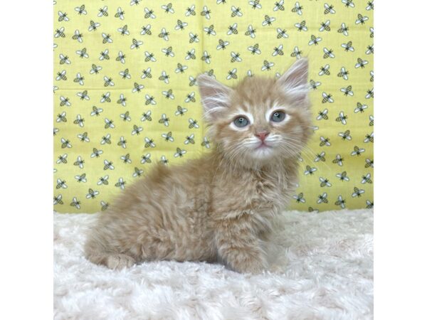 American Mediumhair-CAT-Male-Orange-8883-Petland Athens, OH