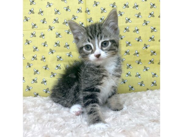 American Shorthair-CAT-Male-Tabby-8882-Petland Athens, OH