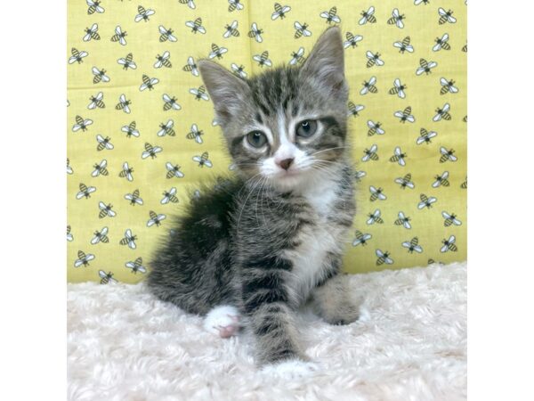 American Shorthair CAT Male Tabby 8882 Petland Athens, OH