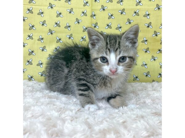 American Shorthair-CAT-Male-Tabby-8881-Petland Athens, OH
