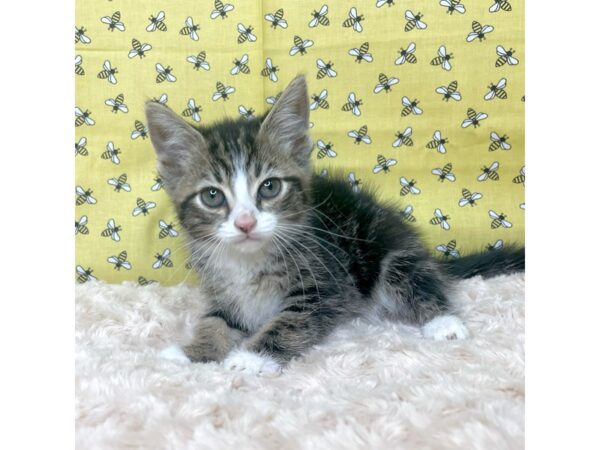 American Shorthair CAT Male Tabby and white 8880 Petland Athens, OH