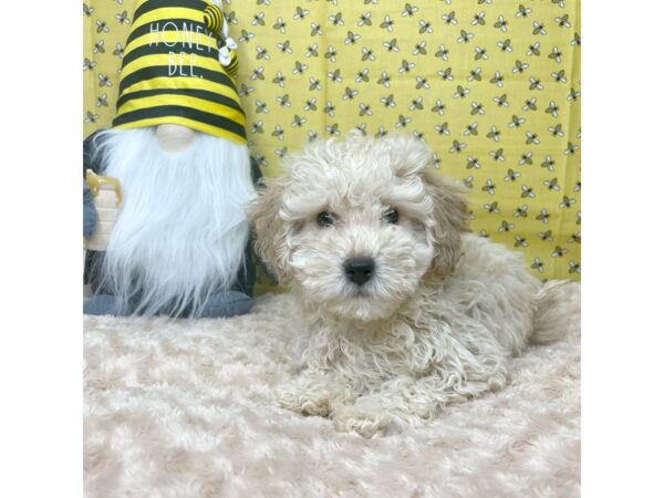 Bichapoo DOG Male Buff 8879 Petland Athens, OH