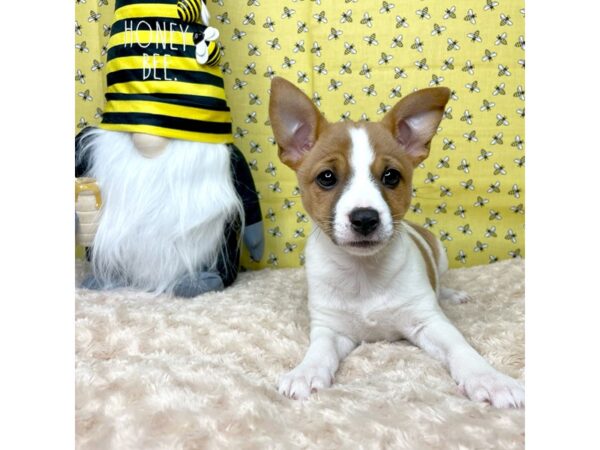 Jack Russell Terrier DOG Female Red / White 8878 Petland Athens, OH