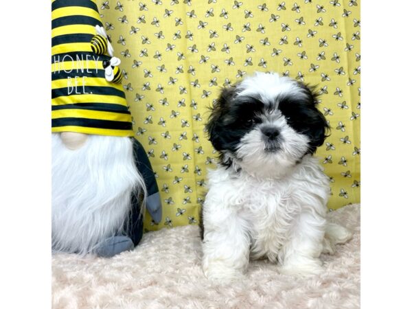 Shih Tzu DOG Male Brindle / White 8877 Petland Athens, OH