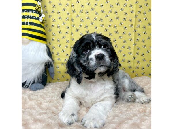 Cocker Spaniel-DOG-Male-Blue Roan-8875-Petland Athens, OH