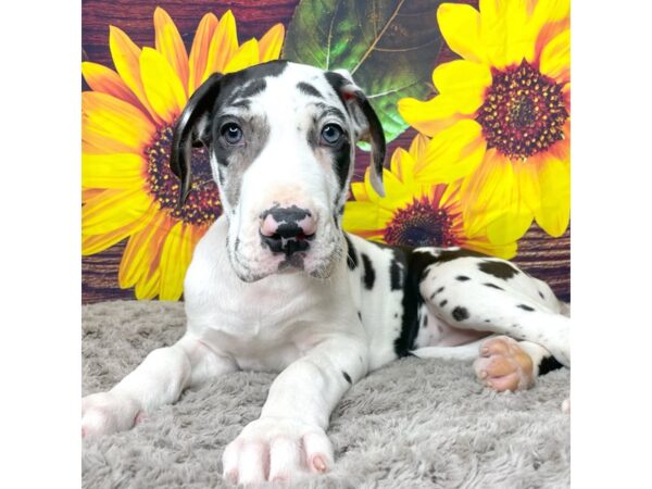 Great Dane DOG Female Harlequin 8866 Petland Athens, OH