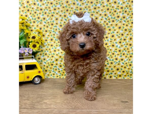 Cock A Poo 2nd Gen DOG Female Red 8895 Petland Athens, OH