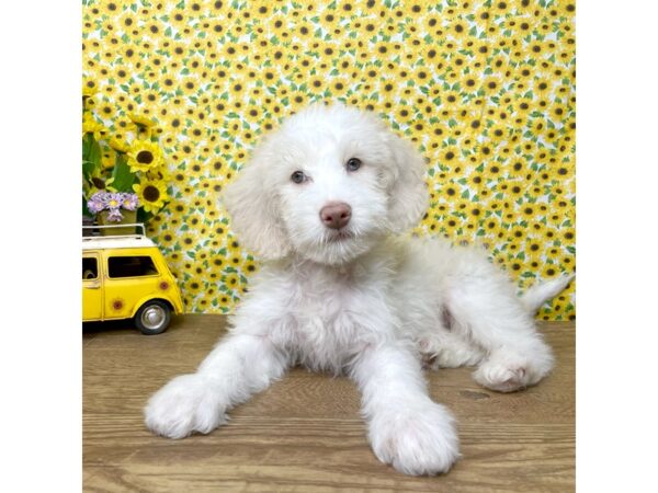 F1 Mini Golden Doodle DOG Male White and cream 8894 Petland Athens, OH