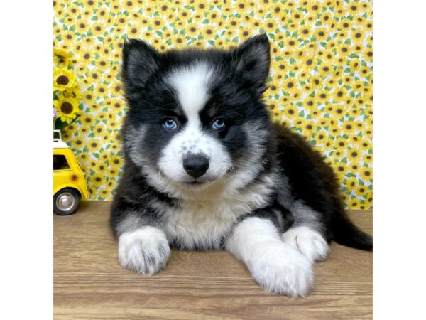 Pomsky DOG Male Black and white 8893 Petland Athens, OH