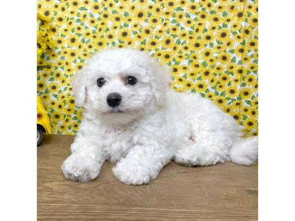 Bichon Frise DOG Male White 8892 Petland Athens, OH