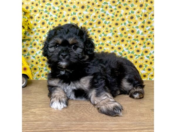 Pekepoo DOG Male Black 8891 Petland Athens, OH