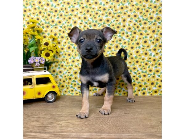 Chihuahua DOG Male Black 8890 Petland Athens, OH