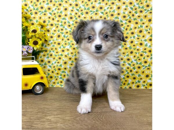 Miniature Australian Shepherd-DOG-Male-Blue Merle-8889-Petland Athens, OH