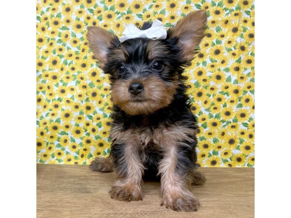 Silky Terrier DOG Female Black / Tan 8888 Petland Athens, OH