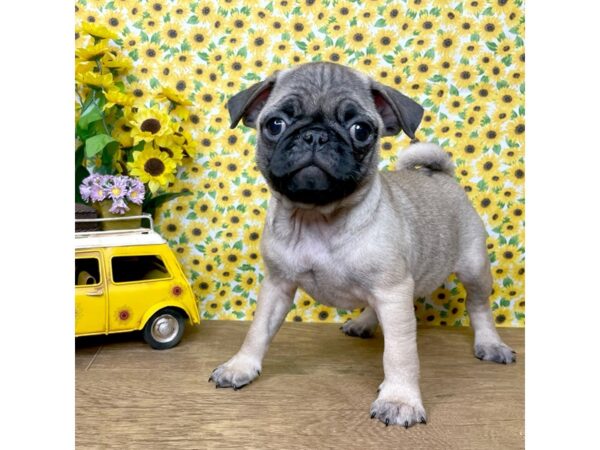 Pug DOG Female Fawn 8887 Petland Athens, OH