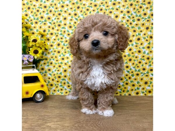 Poodle DOG Male Apricot 8886 Petland Athens, OH