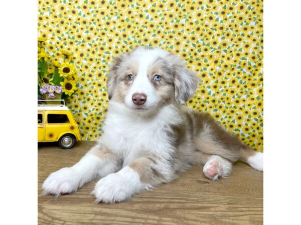 Australian Shepherd DOG Male Red Merle 8885 Petland Athens, OH