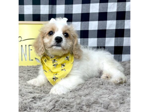 Cavachon-DOG-Female-White and apricot-8912-Petland Athens, OH