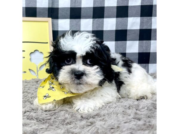 Shichon-DOG-Male-Black and white-8911-Petland Athens, OH