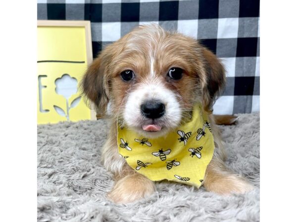 Yochon-DOG-Male-Brown-8910-Petland Athens, OH