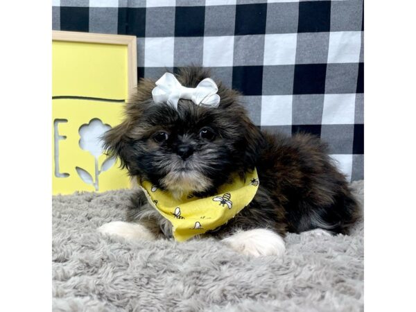 Shih Tzu DOG Female Brindle / White 8909 Petland Athens, OH