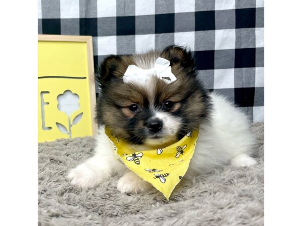 Pomeranian-DOG-Female-Tri-Colored-8908-Petland Athens, OH