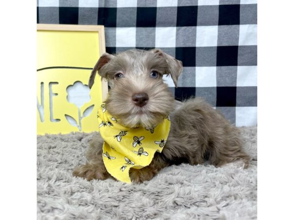 Miniature Schnauzer-DOG-Male-Chocolate Merle-8907-Petland Athens, OH