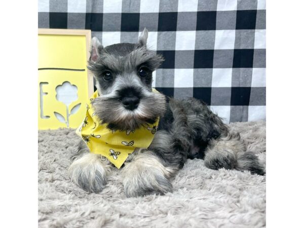 Miniature Schnauzer DOG Male Salt / Pepper 8906 Petland Athens, OH