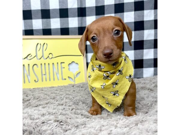 Dachshund DOG Female Brown 8905 Petland Athens, OH