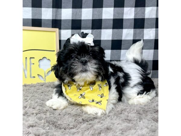 Teddy Bear-DOG-Female-Black / White-8904-Petland Athens, OH