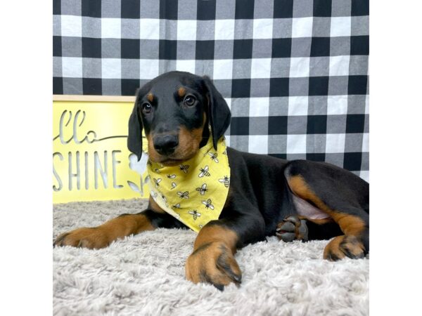 Doberman Pinscher DOG Male Black and rust 8903 Petland Athens, OH