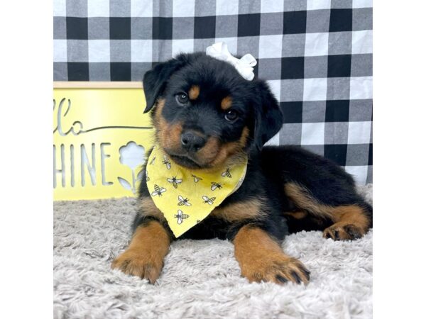 Rottweiler DOG Male Black / Tan 8902 Petland Athens, OH