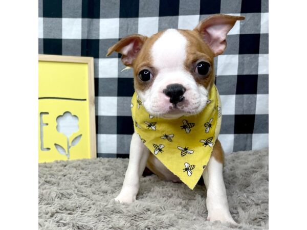 Boston Terrier-DOG-Female-Reverse Brindle-8901-Petland Athens, OH